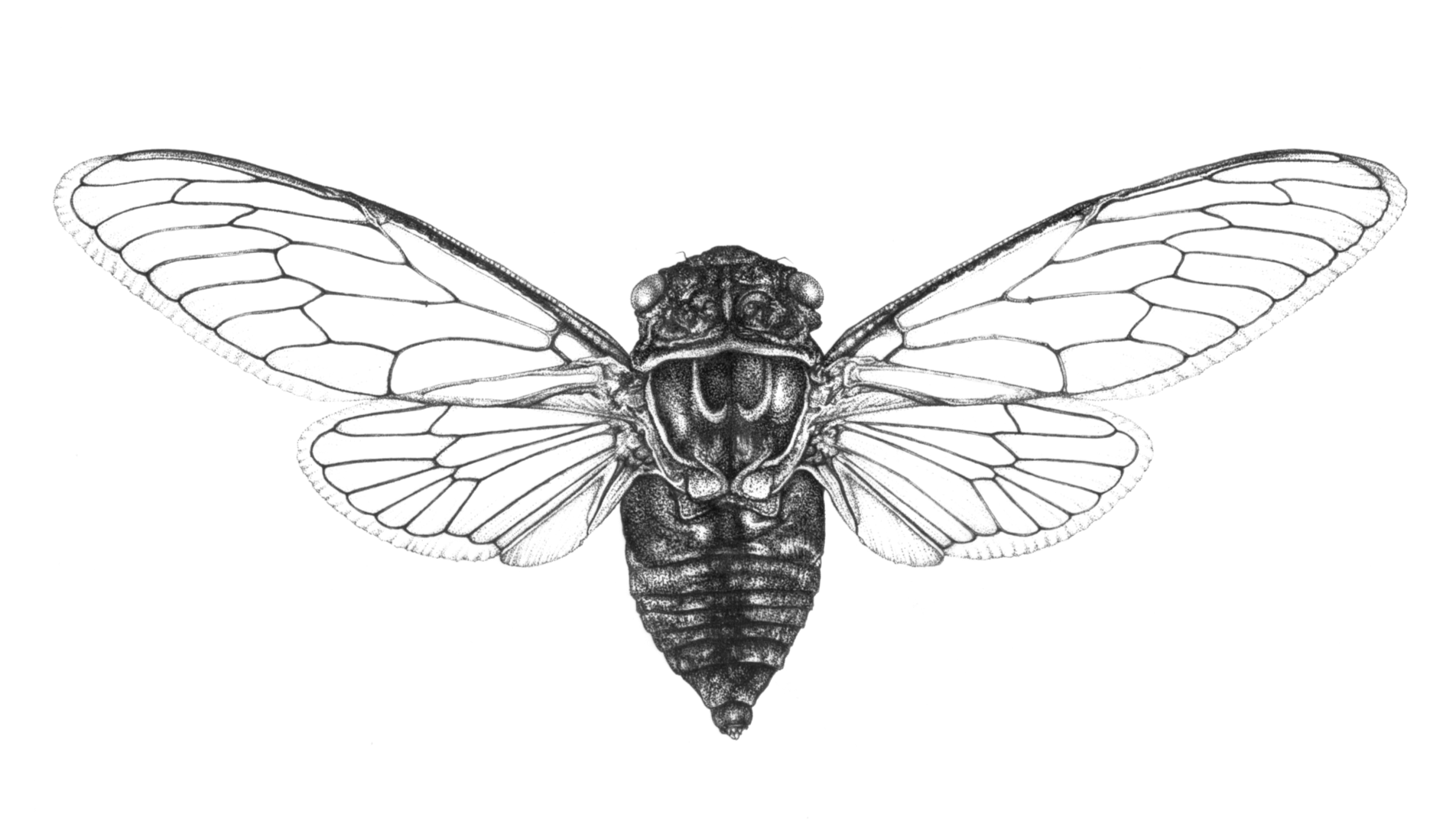 black and white image of cicada